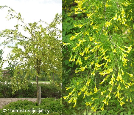 Caragana arborescens'Lorbergii'